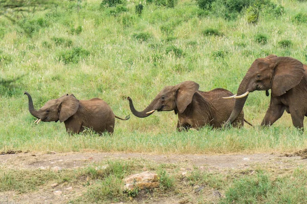 Vida Silvestre Resort Nacional Kenia — Foto de Stock