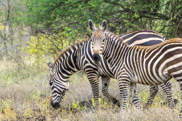 肯尼亚国家度假村的野生动物 — 图库照片