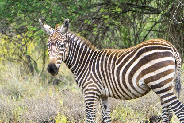 Wildtiere Einem Nationalpark Kenia — Stockfoto