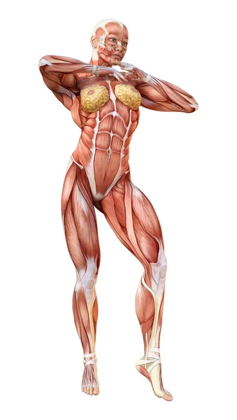 Rendering Einer Weiblichen Figur Mit Muskelkarten Auf Weißem Hintergrund — Stockfoto