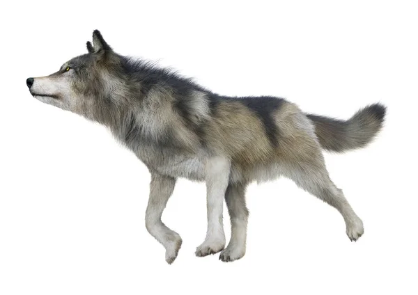 白い背景に分離された灰色オオカミの レンダリング — ストック写真