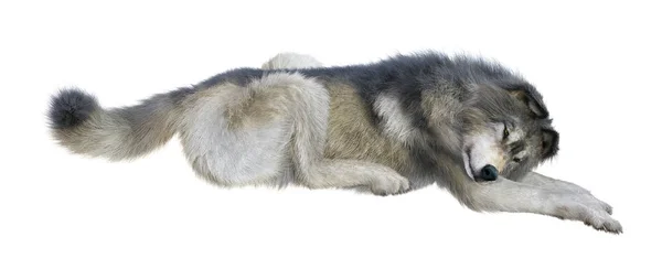 Rendering Gray Wolf Isolated White Background — Stock Photo, Image