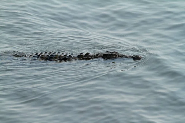 Chobe Nemzeti Park Napozás Krokodilok — Stock Fotó