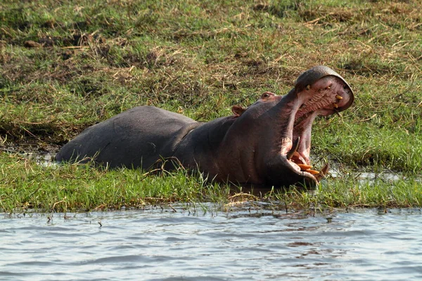 Hipopótamos Parque Nacional Chobe Botswana — Foto de Stock