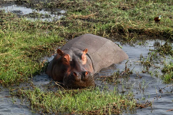 Hroši Národním Parku Chobe Botswaně — Stock fotografie