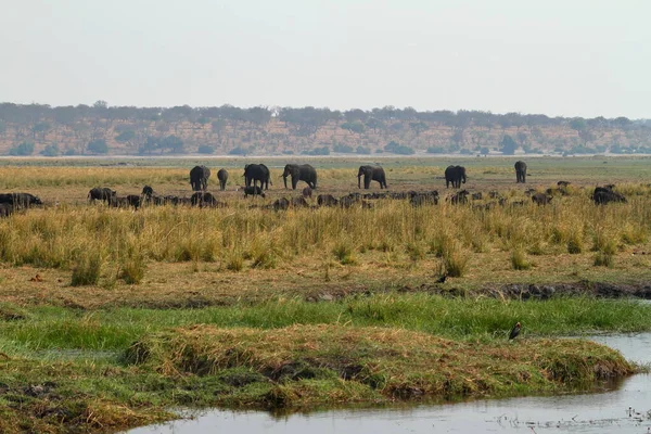 Afričtí Sloni Savaně — Stock fotografie