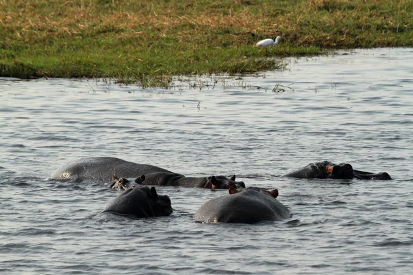 Hipopótamos Parque Nacional Chobe Botswana — Foto de Stock