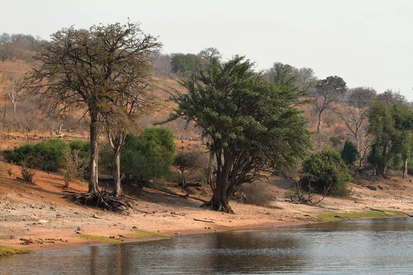 Paysage Fluvial Dans Parc National Chobe Botswana — Photo