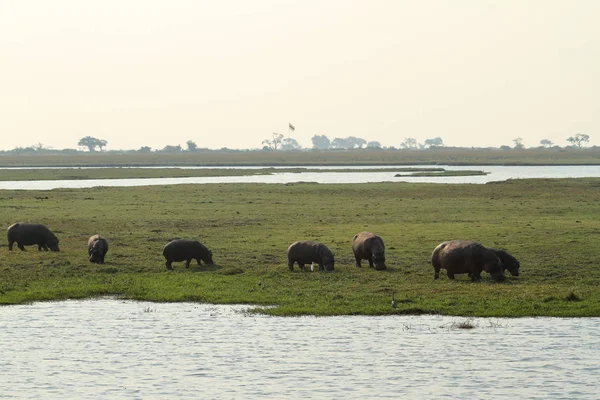 Hippos Parque Nacional Chobe Botsuana — Fotografia de Stock