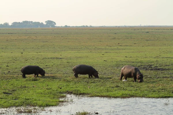 Hippos Parque Nacional Chobe Botsuana — Fotografia de Stock
