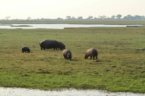 Бегемоты Национальном Парке Чобе Ботсване — стоковое фото