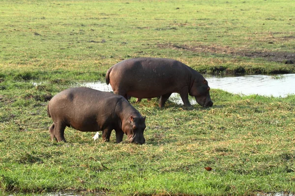 Hipopótamos Parque Nacional Chobe Botswana —  Fotos de Stock