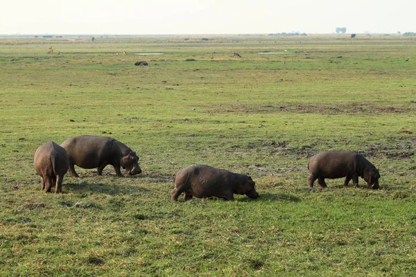 Suaygırları Botswana Chobe Ulusal Parkı Içinde — Stok fotoğraf