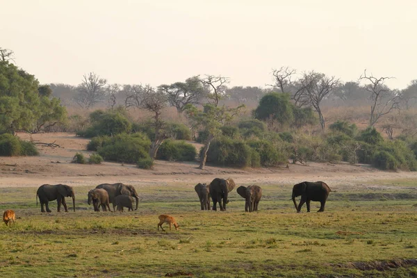 Elefanti Africani Nella Savana — Foto Stock