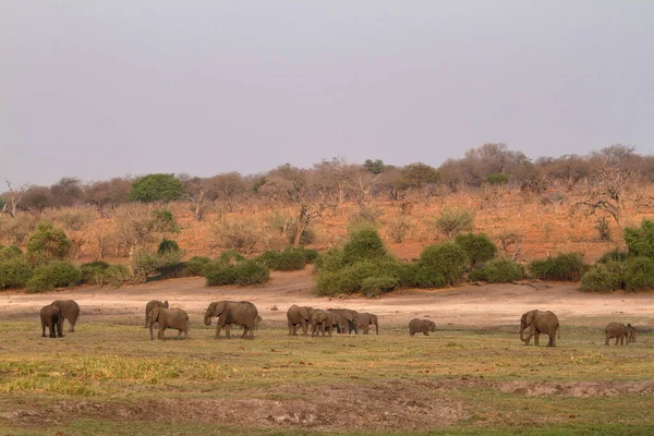 Αφρικανικοί Ελέφαντες Στη Σαβάνα — Φωτογραφία Αρχείου