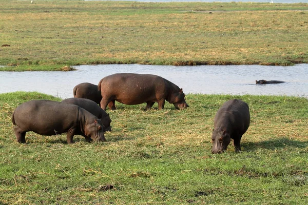 Hippos Chobe National Park Botswana — Stock Photo, Image