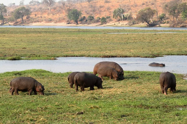 Flusspferde Chobe Nationalpark Botswana — Stockfoto