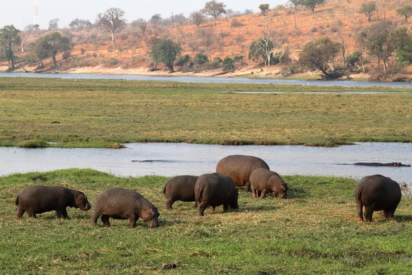 Ippopotami Nel Parco Nazionale Del Chobe Botswana — Foto Stock