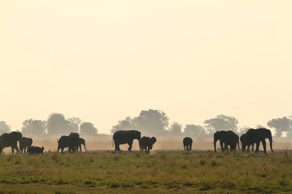 Африканские Слоны Саванне — стоковое фото