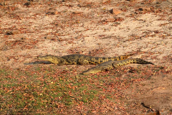 Coccodrilli Prendere Sole Nel Parco Nazionale Del Chobe — Foto Stock