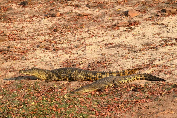 Coccodrilli Prendere Sole Nel Parco Nazionale Del Chobe — Foto Stock