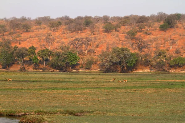 Savana Nel Parco Nazionale Del Chobe — Foto Stock