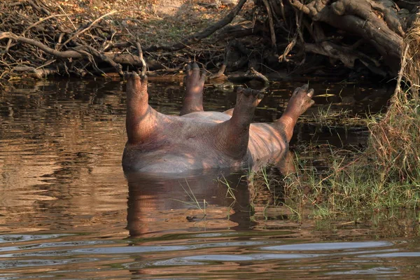 Hipopótamos Parque Nacional Chobe Botswana — Foto de Stock