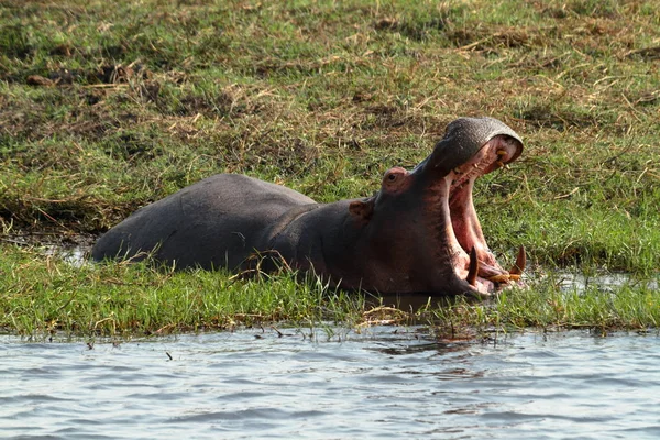 Flodhästar Chobe National Park Botswana — Stockfoto