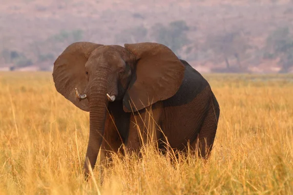 Słonie Afrykańskie Sawannie — Zdjęcie stockowe