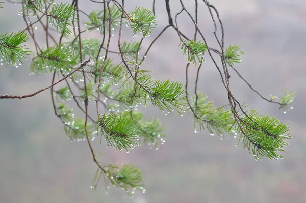 Małe Wiecznie Zielone Gałęzie Niosące Krople Wody Wczesnym Rankiem Mglistej — Zdjęcie stockowe