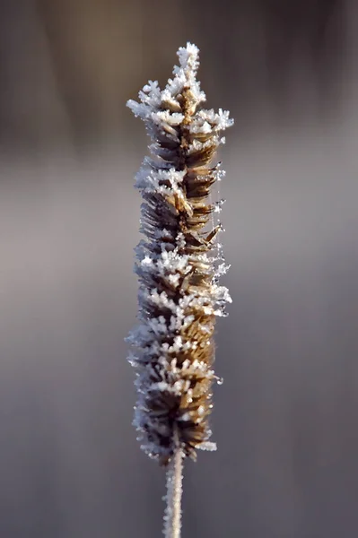 Heno Congelado Una Fría Mañana Otoño Heno Helado Oscuro Aislado —  Fotos de Stock