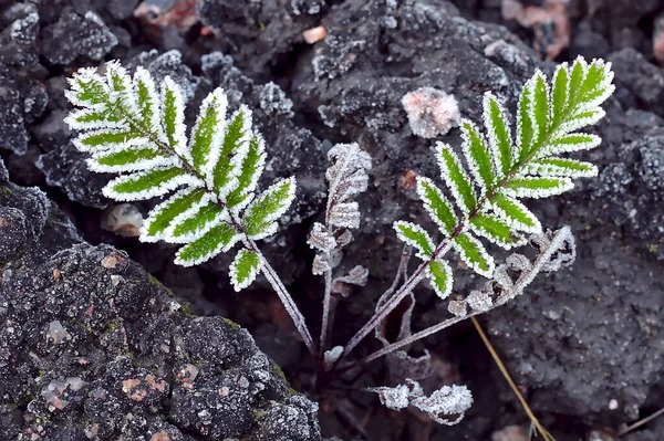 Два Красивих Зелених Листя Заморожені Перший Холодний Вечір Після Теплого — стокове фото