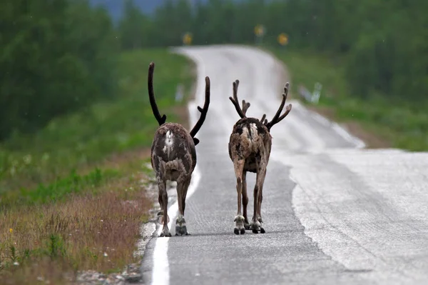 Dva Santovi Sobi Kráčející Silnici Finském Laponsku — Stock fotografie