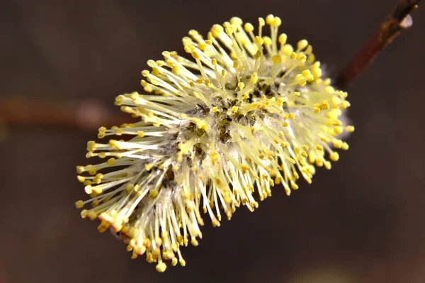 Fechar Flor Salgueiro Salgueiros Florescendo Primavera Após Páscoa Quando Tempo — Fotografia de Stock