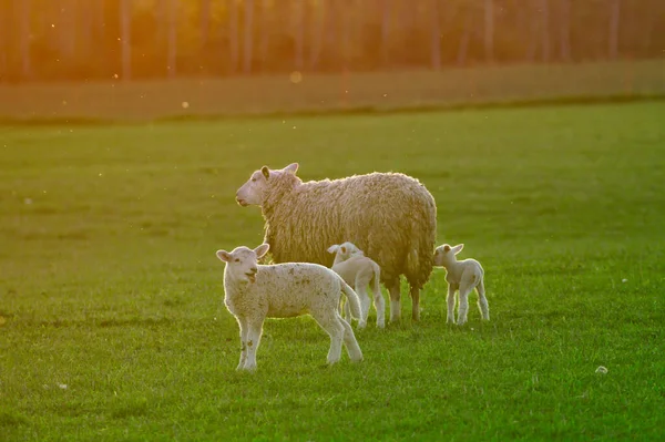 Rodzina Owiec Ciesząca Się Wieczornym Słońcem Zielonym Polu Matka Owca — Zdjęcie stockowe