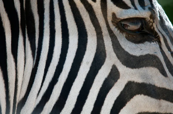 Listras Preto Branco Padrões Texturas Uma Zebra — Fotografia de Stock