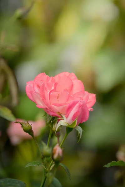 Rosen Garten Rosen Sind Schön Mit Einem Schönen Sonnigen Tag — Stockfoto