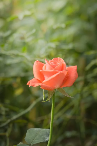 Trandafiri Grădină Trandafiri Sunt Frumoase Frumoasă Însorită — Fotografie, imagine de stoc