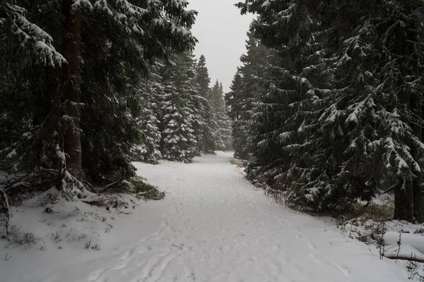 Uma Forte Tempestade Neve Floresta Abetos Caminho Que Estende Para — Fotografia de Stock