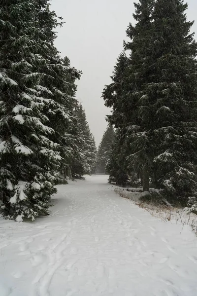 Βαριά Χιονοθύελλα Στο Ελατοδάσος Διαδρομή Εκτείνεται Απόσταση — Φωτογραφία Αρχείου