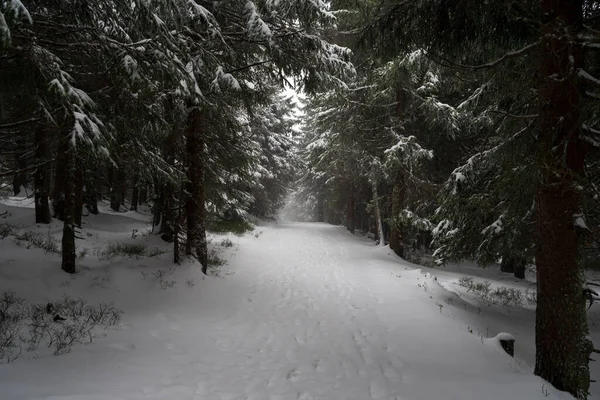 Uma Forte Tempestade Neve Floresta Abetos Caminho Que Estende Para — Fotografia de Stock