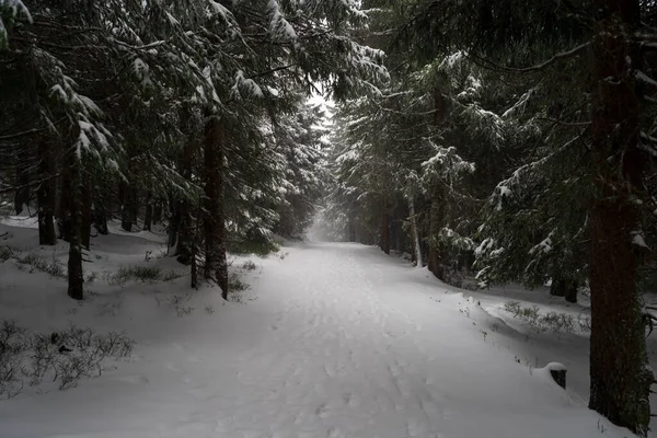 Schwerer Schneesturm Tannenwald Weg Die Ferne — Stockfoto