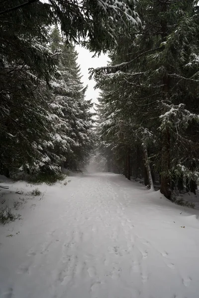 Una Fuerte Tormenta Nieve Bosque Abetos Sendero Que Extiende Distancia —  Fotos de Stock