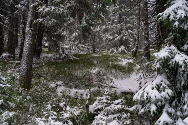 Tempestade Neve Pesada Floresta Abetos — Fotografia de Stock