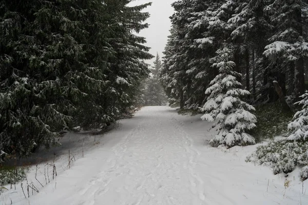 Uma Forte Tempestade Neve Floresta Abetos Caminho Que Estende Para — Fotografia de Stock