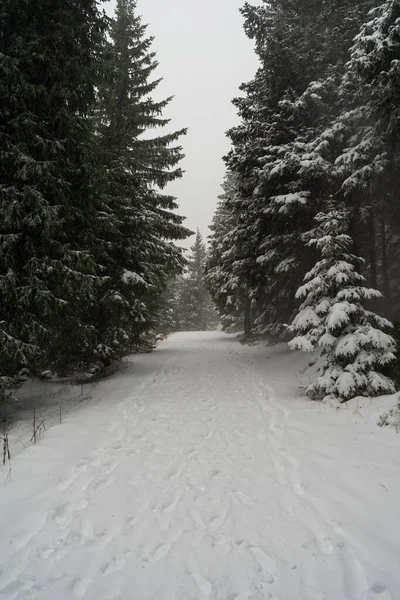 冷杉森林里的大雪 延伸到远处的路径 — 图库照片