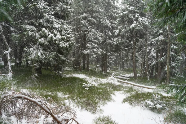 Tempestade Neve Pesada Floresta Abetos — Fotografia de Stock