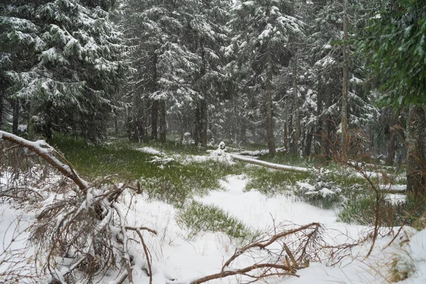 Tempestade Neve Pesada Floresta Abetos — Fotografia de Stock