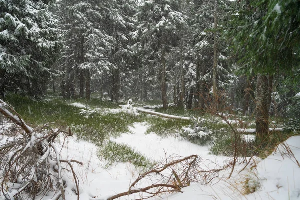 Heavy Snowstorm Fir Forest — Stock Photo, Image