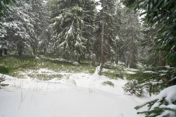 Tempestade Neve Pesada Floresta Abetos — Fotografia de Stock